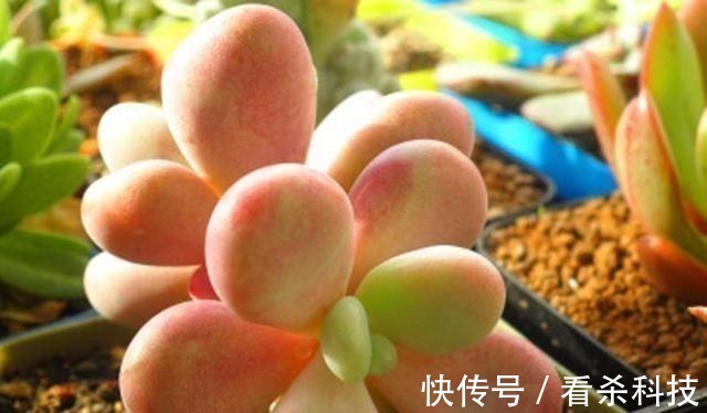 美人|多肉植物里的“六大美人”，我家养了几棵，有些确实难养！