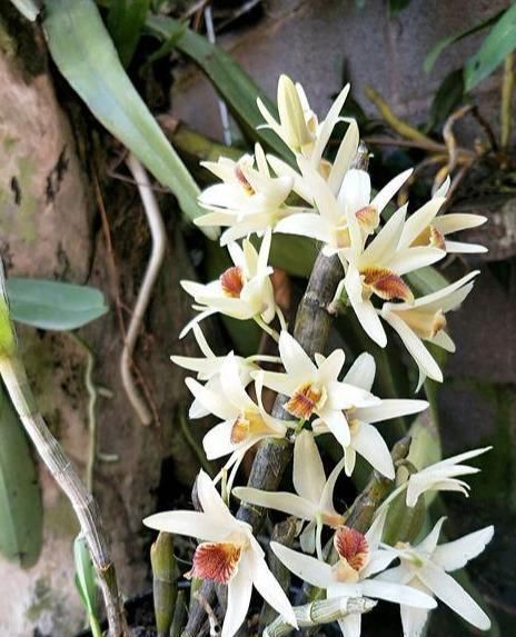 兰花|比兰花还仙气,这种花“浑身是宝”,养在家中十盆也不嫌多