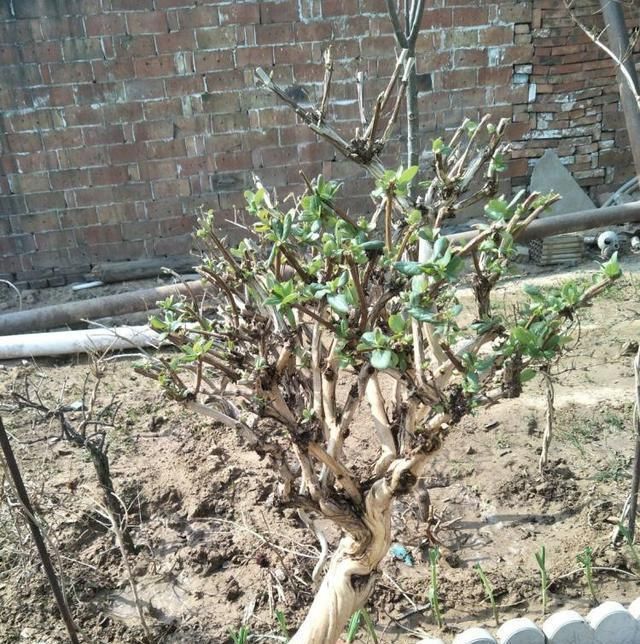 长成|不想买花就养这,随手扦插1个枝,10天发芽,能长成老桩,花芳香