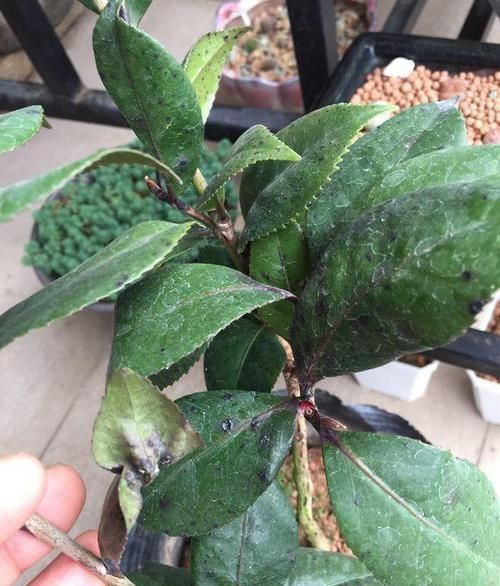 死亡|茶花养不好,死亡,掉叶,黄叶,问题出在土,1种粉末就能解决