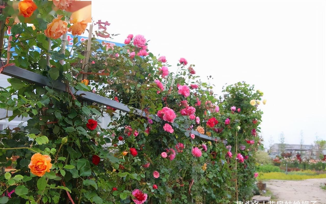 一个家里能栽得下去多少品种的月季?朋友家的小花园告诉你