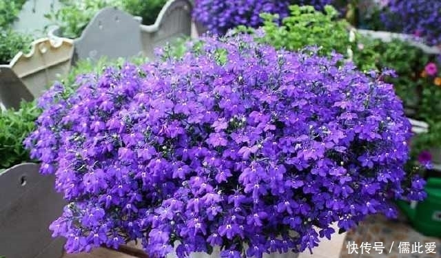 栽培|这个花比绿萝还好养,扔土里就能活,四季开花爆盆,夏季养花选它