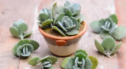 养多肉，在这些“时候”真的不需要动手控水