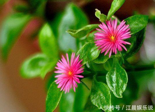 金鱼吊兰|吊兰也能“开红花”,养一盆“嗖嗖”冒花苞,比绿萝漂亮!