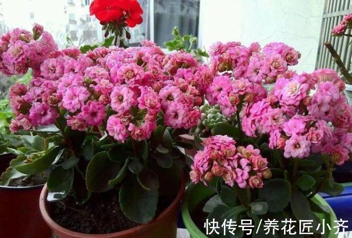 花市长寿花叶大花苞多？里面“猫腻”很多，不信你可以试一试