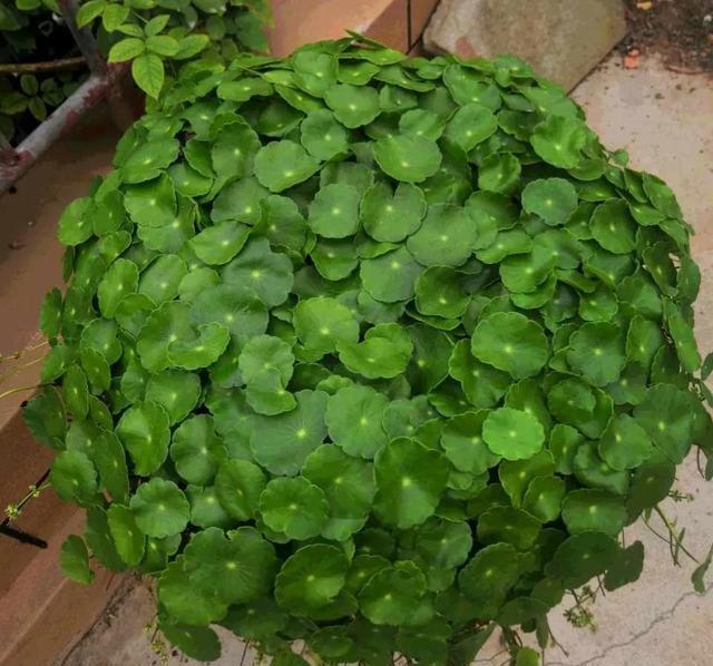 上班族更喜欢的三种懒人花，秋冬季节更好打理，开花还漂亮