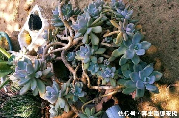 杆子|将多肉养成老桩有何难跟着我4步操作,快速养成瀑布型老桩!