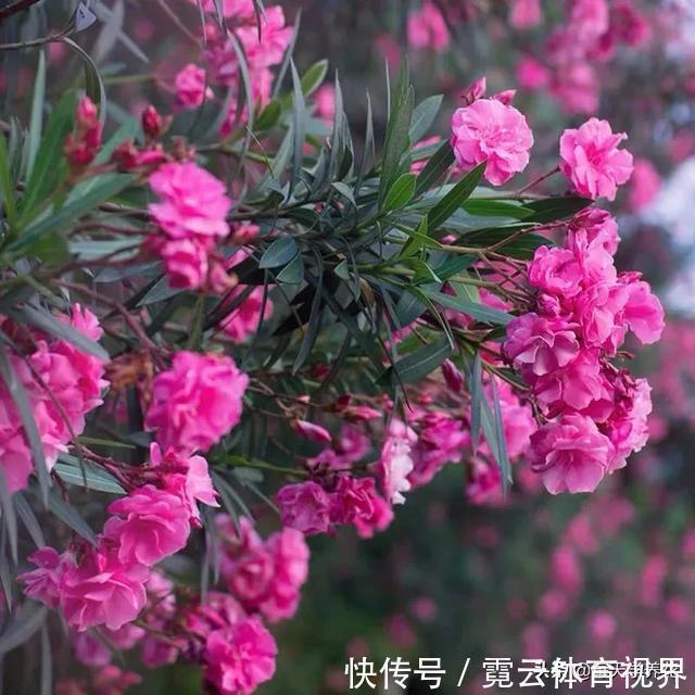 这六种花都是“毒花”,家里有老人、小孩、孕妇的,千万要慎养!