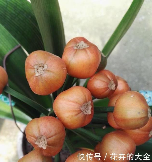 花友|养君子兰用这个小妙招，开花多、新叶多、不夹箭，叶子绿的发光