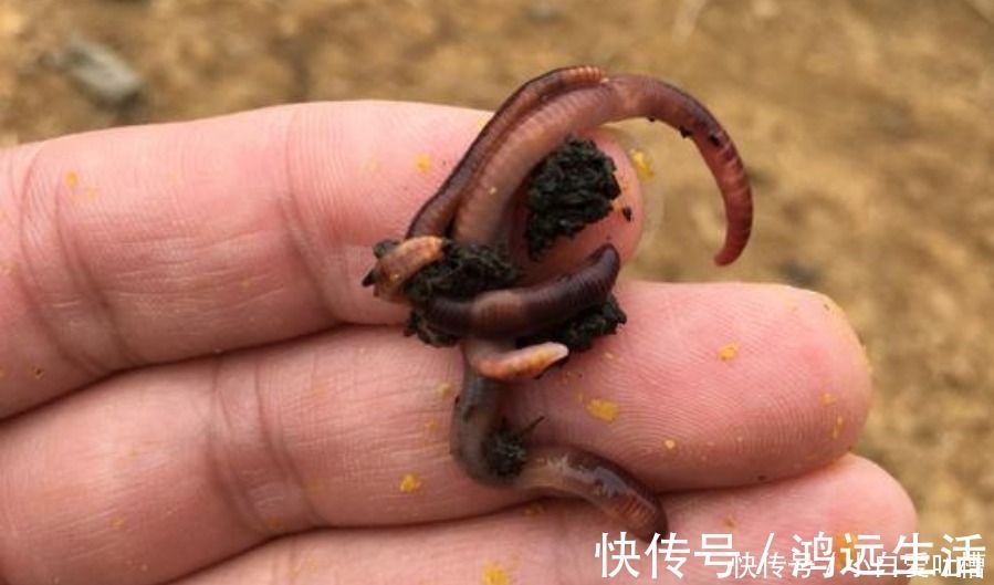 冬钓用饵,岂能随随便便!按我说的做,一根竿子都钓不过来