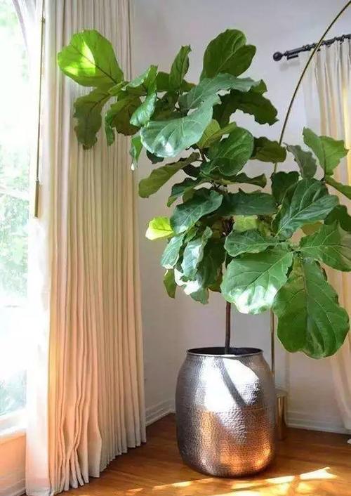 花卉|这花真的不好养,新手选择要慎重,能养好的都是高手!