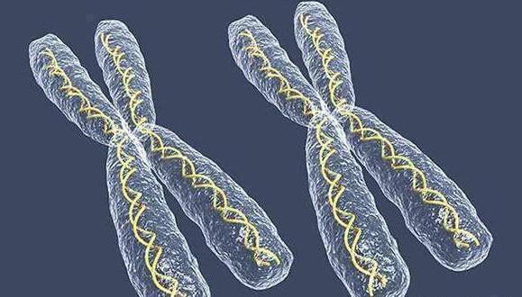 x染色体|夫妻中，谁的基因决定了孩子的智商和相貌，看完涨知识