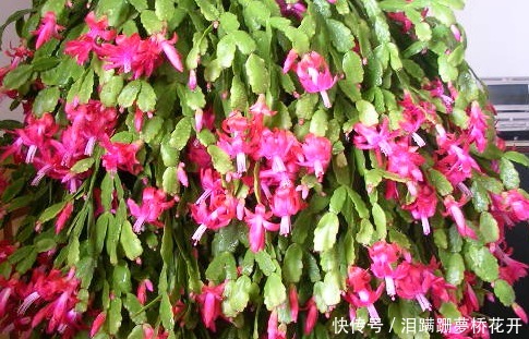 小技巧|家养蟹爪兰习惯性不开花学会这三个小技巧,轻松爆出大花球