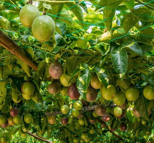安神|女性常吃此果,多贵也别省,安神助眠、排毒养颜,皮肤光滑又细腻
