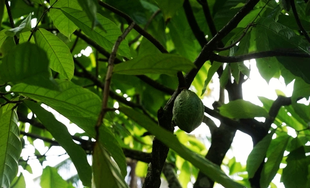 热带经济|美丽的植物园，独特的植物景观——游兴隆热带植物园