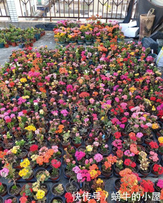 扦插长寿花?掌握4点,插一盆爆一盆,满阳台全是花