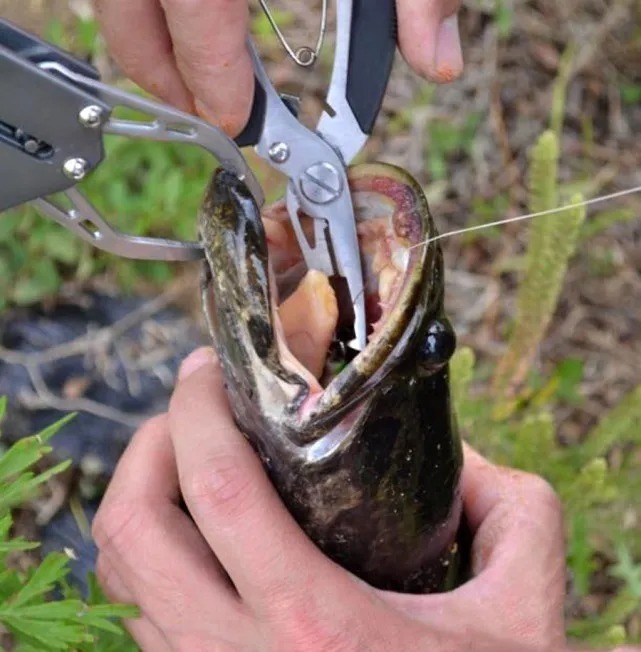 吃钓鱼人钓的鱼要千万小心!这是为什么呢?