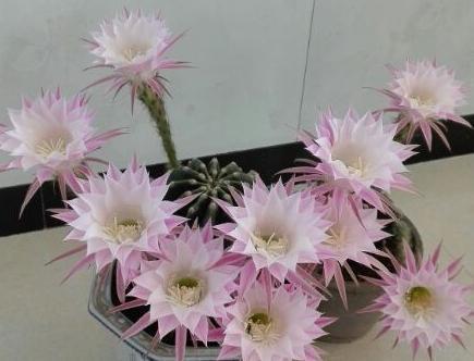 仙人球不怎么开花怎么办只要4招,不但多开花,还能不会烂根。