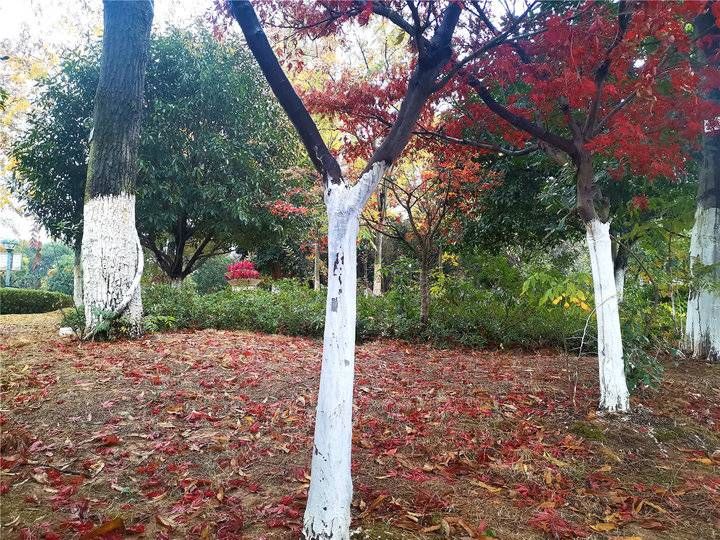 风景迷人|领略落叶之美 吉安城南市民广场冬季风景迷人