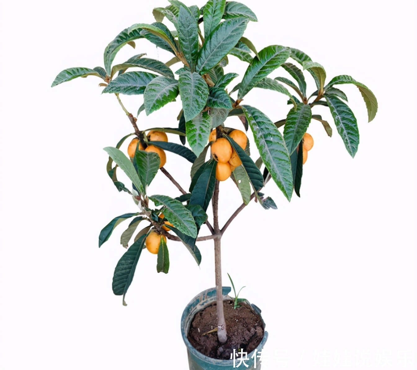 家里有院子，4种果树别嫌弃，好看好养活，比养花强