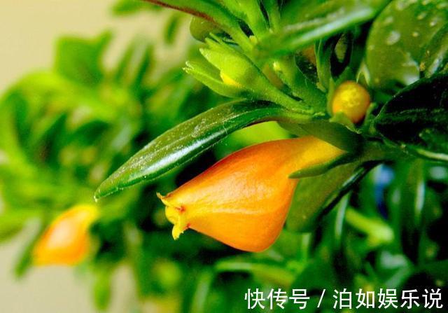花苞|金鱼吊兰总不开花，可能是秋季养护没做好，做好几点花苞挂满枝头
