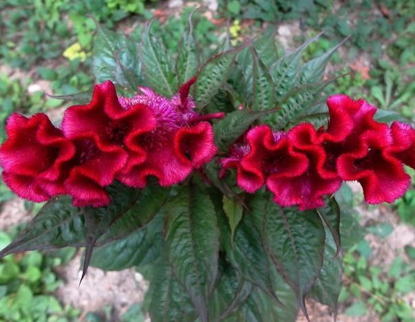 “3种花”不喜水,一碰水“又枯又黄”,往太阳下一摆,盆盆花爆