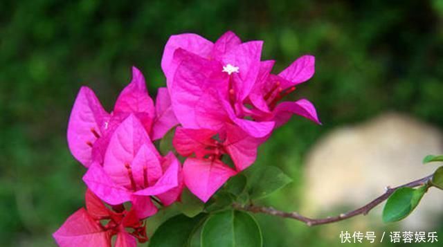 这2种花出了名的“耐旱”,水越少长得越旺,开花绝不含糊