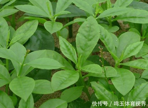 农村有一种菜,富含各种蛋白质,维生素和矿物质,营养高
