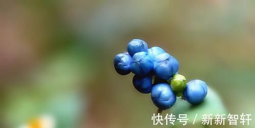 杠板|一味草药,是治皮杀手锏,湿疹、荨麻疹、带状疱疹,它都能通治