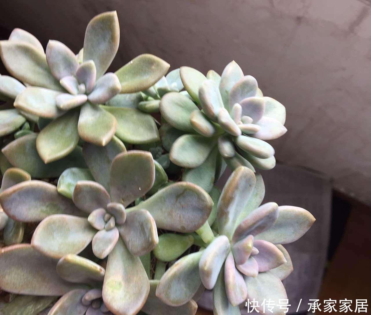 冬美人不怕|很皮实的一种多肉,下雨不怕淋,下雪不怕冻,新手就养它