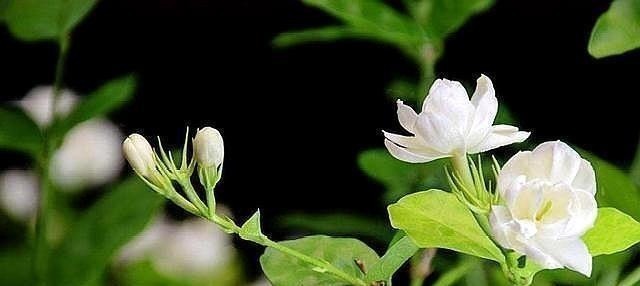 茉莉土加“一料”，不黄叶不徒长，易生根长得旺，养成繁花老桩！