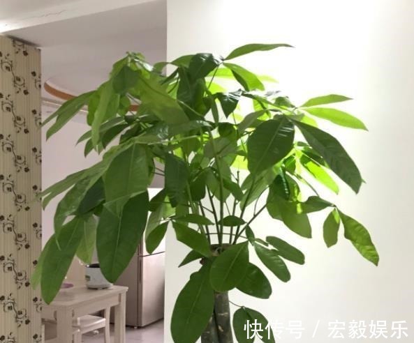 6种“吉利花”养在客厅里,一帆风顺,运气好,日子越过越顺当