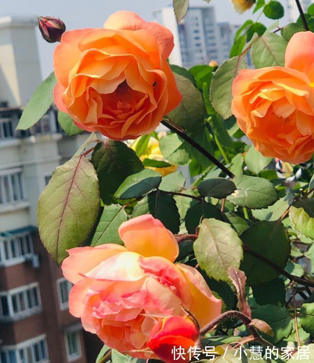 贝拉|家里有院子,建议养这5种花,高级的私家花园至少养一种