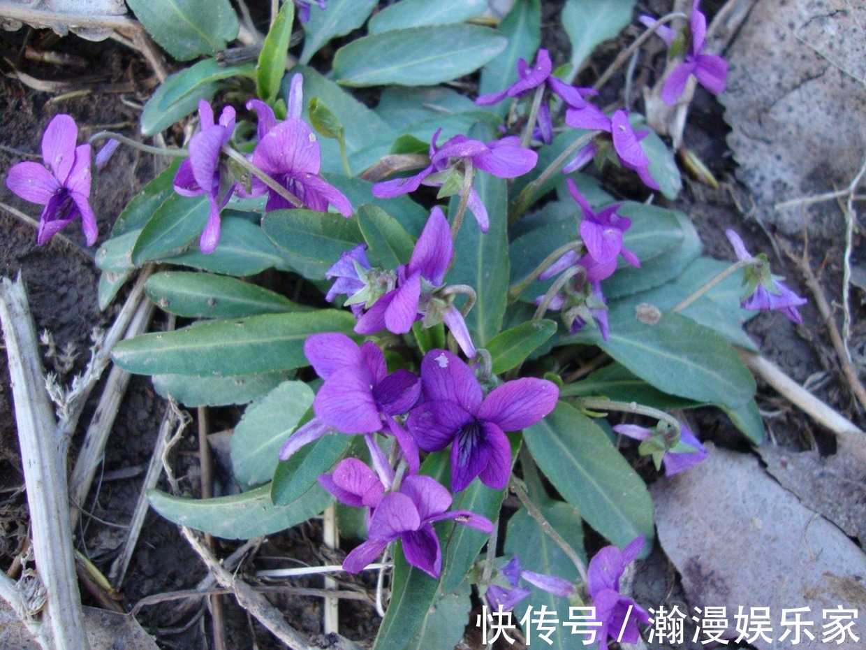紫花|这花是神话里的美女变的,却在荒地里到处长,挖回家有大作用!