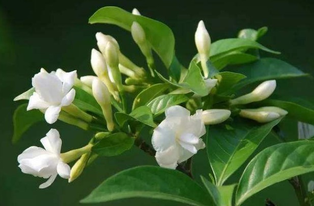 此花绿叶青翠欲滴,素白的花色看起来纯净如玉,代表了天真与希望