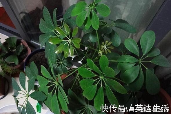 6种花,随便养一盆,空气清新“病菌”少!我就养6盆,对家人好!