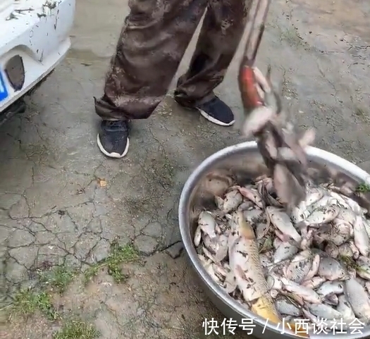 河道|江苏一河道鲫鱼“大爆发”，有人装了一后备箱，网友：是个人才