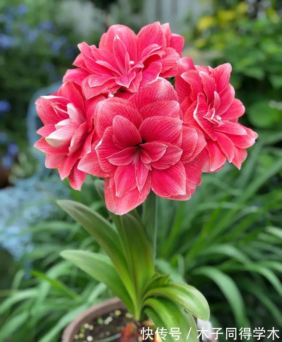 脸大|公认好养的“大漂亮花”，大球随便丢土里，花朵鲜艳比脸大