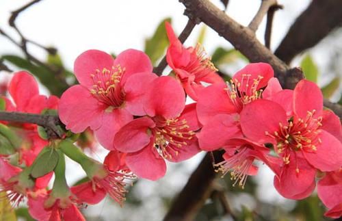 阳台上|养花试试这几款，花朵密集，花期又长，好养又漂亮