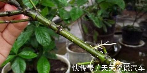 2种花现在扦插还不晚,折个枝插盆里,生根快,成活率高