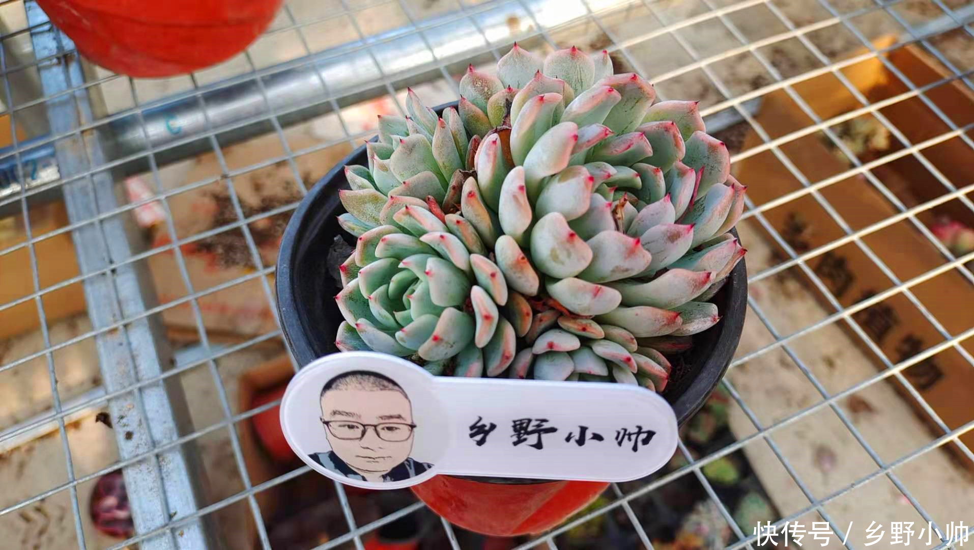 怎样养好小苗,做好以下3点,颜色即漂亮状态也美