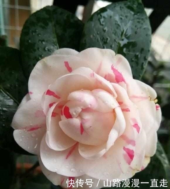 蟹爪兰|这5种花,躺着都能养好,千万不要太勤快了