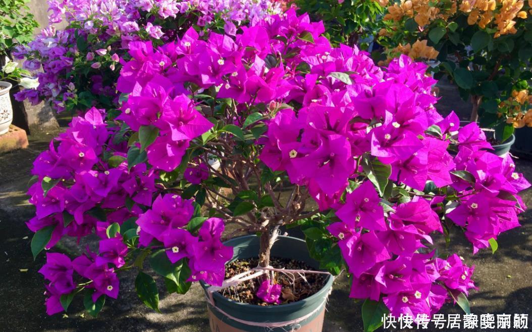 三角梅长出花苞后,“3件事”不能做,不然花苞全部“憋”回去!