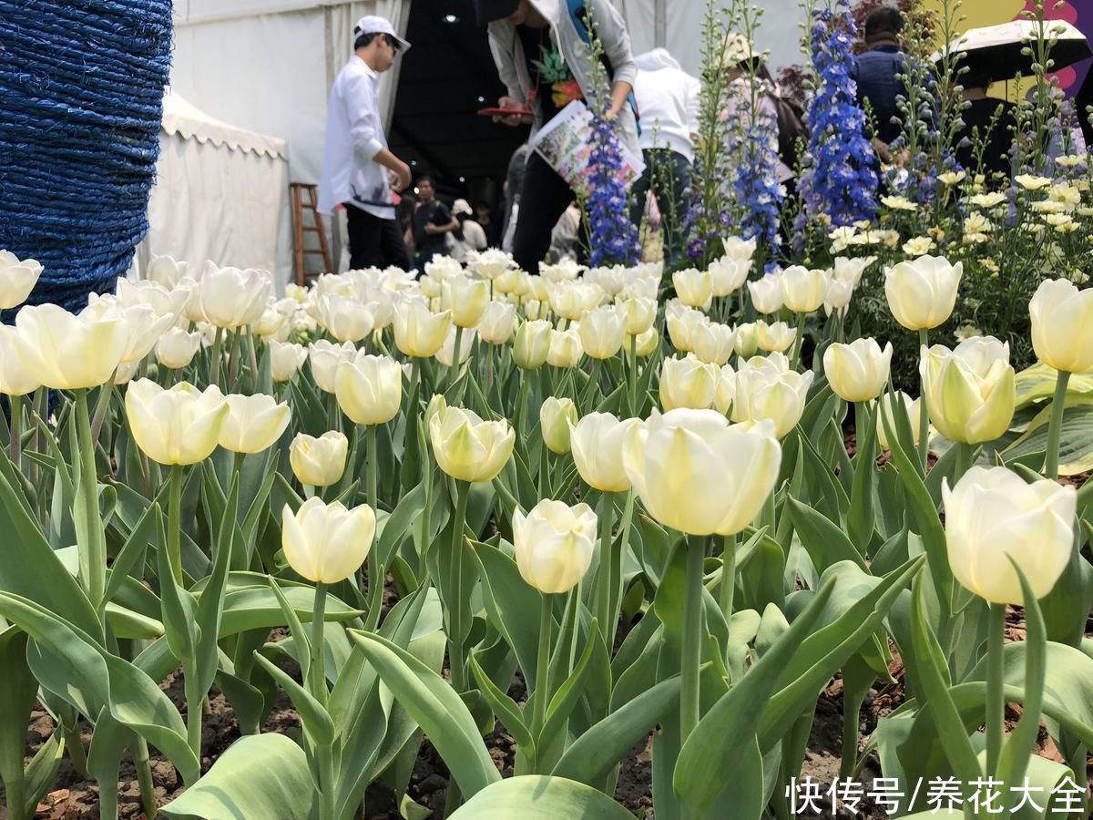 夹竹桃|常见花卉就没毒？错了！5种常见花有毒