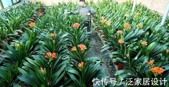 八个字|养君子兰从这几个方面入手浇水,轻松掌握浇水方法,越长越美