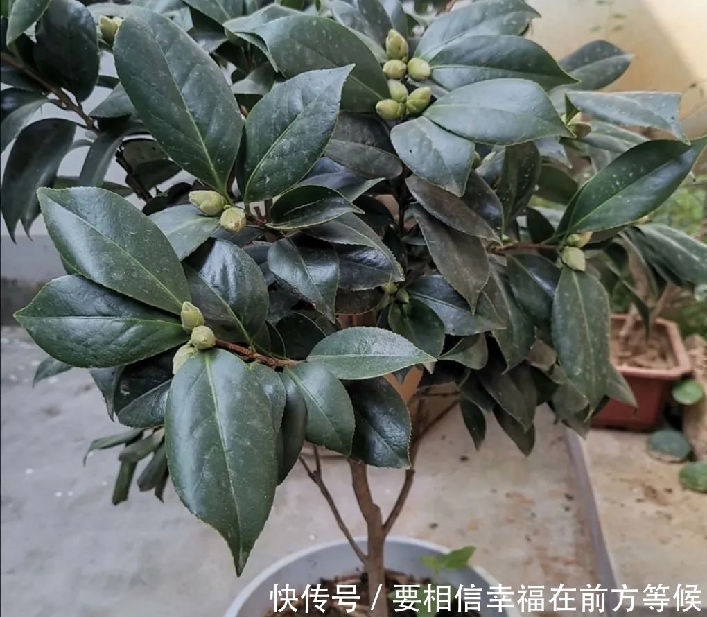 硫酸亚铁养花,不要乱用,做好2个细节,长得旺盛叶子浓绿