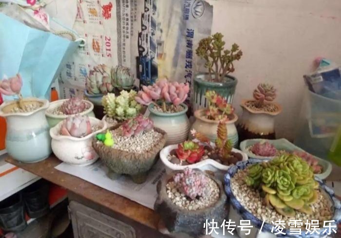 大伙儿|家里有此7种花,少浇水不能晒,天热要休眠早看早知道