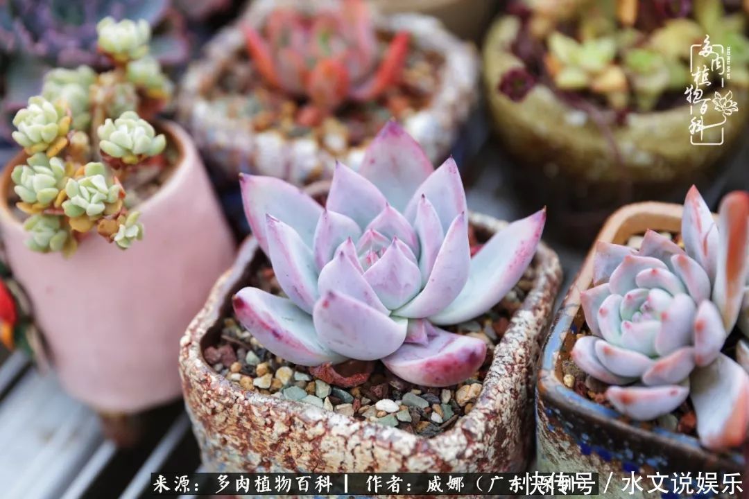 日子|笼子里露养的多肉,越养越美!有多肉的日子伴着小确幸!