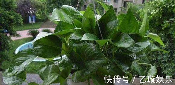 氮肥|夏天给植物来个鸡蛋,疯狂爆盆,叶子绿到流油