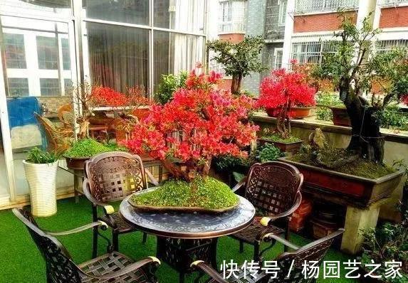 花卉|7月份以后，以下漂亮的花卉，扦插正当时，不仅环境合适生根还快